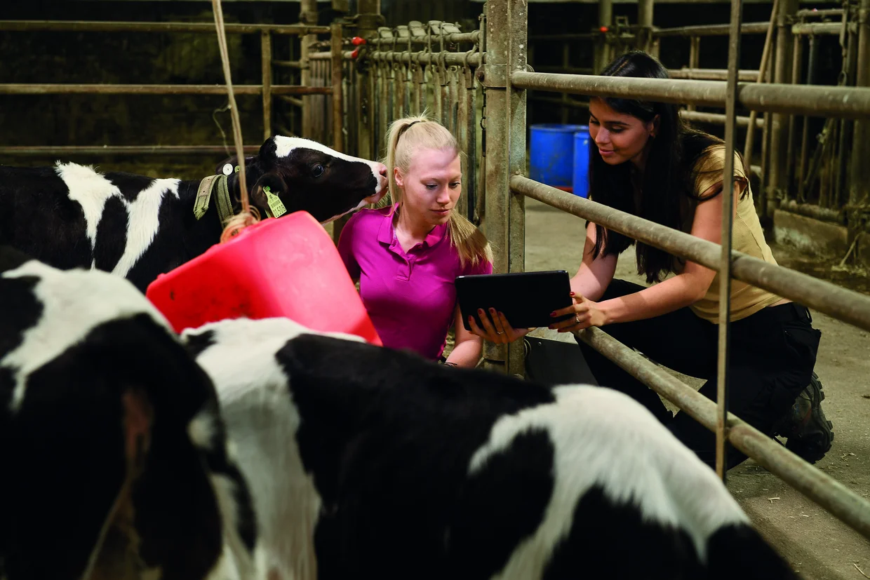 Das Foto zeigt zwei Studentinnen bei der Fütterung von Kühen auf dem St. Wendelinhof der TH Bingen