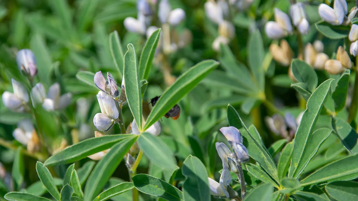 Grünpflanze mit Blüten und Hummel