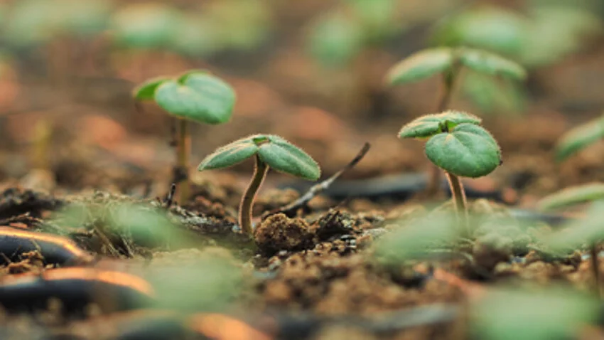 Eine Nahaufnahme von einzelnen zarten Trieben, die aus einem Feld wachsen.