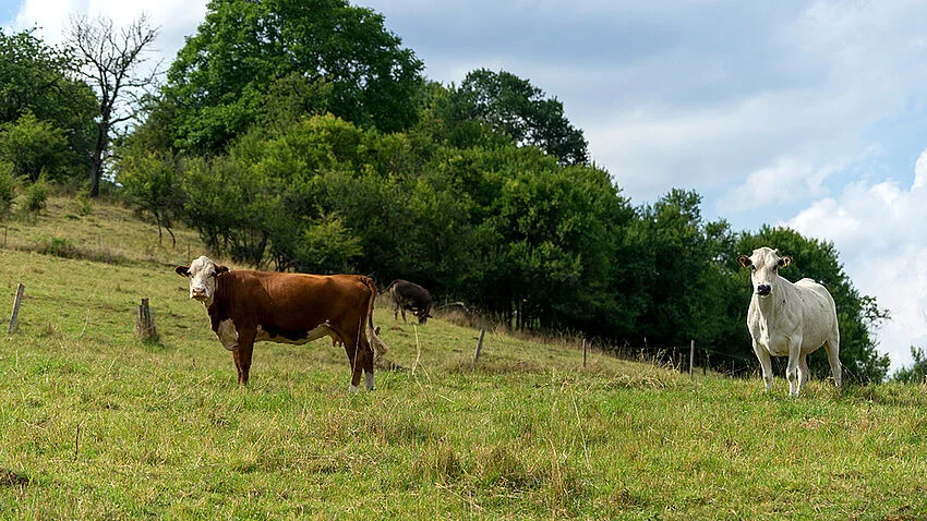 Kühe auf der Weide