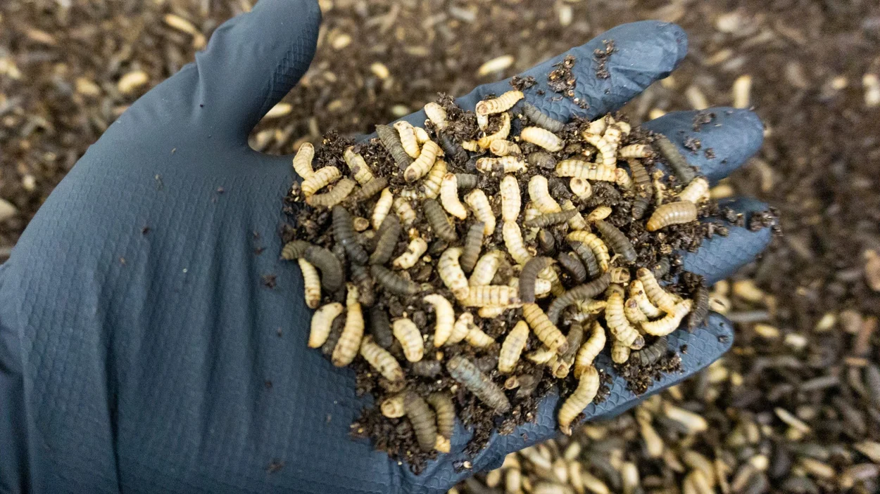 Larven in der Hand