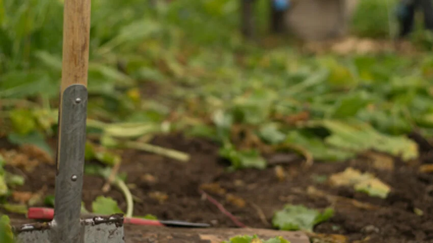 Gezeigt wird ein Rübenfeld, in dem ein Spaten steckt. Im Hintergrund sind Personen bei der Rübenernte zu sehen.
