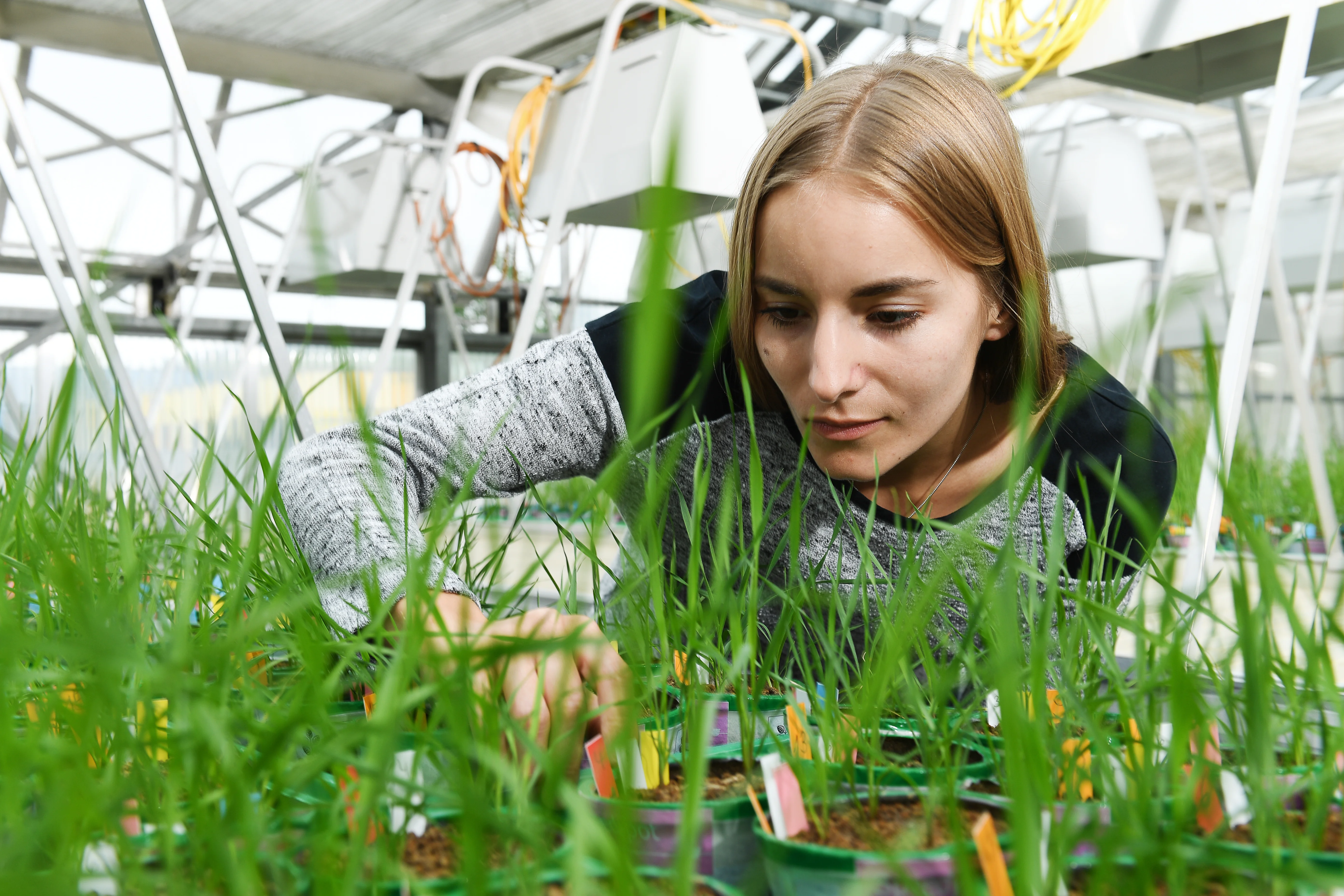 Auf dem Bild ist eine Studentin abgebildet, die ich Gewächshaus an Pflanzen arbeitet.