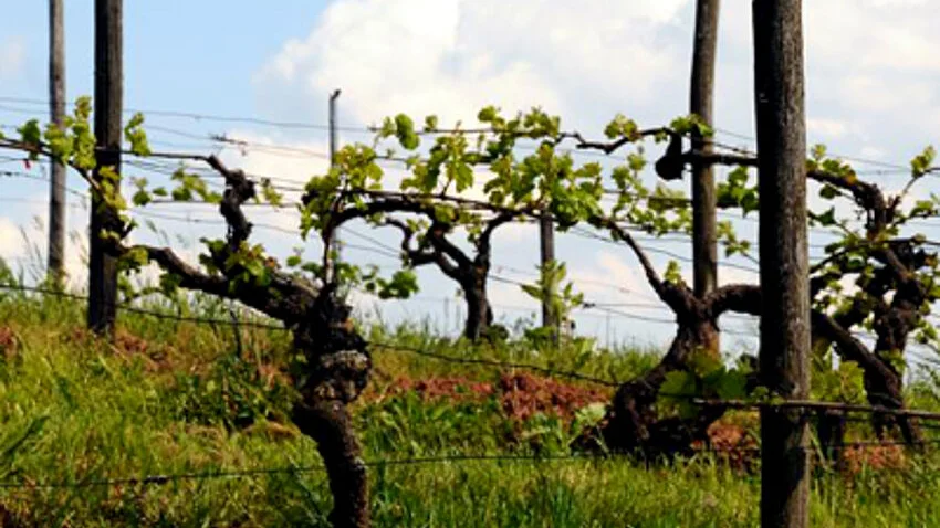 Ansicht eines Weinbergausschnitts.