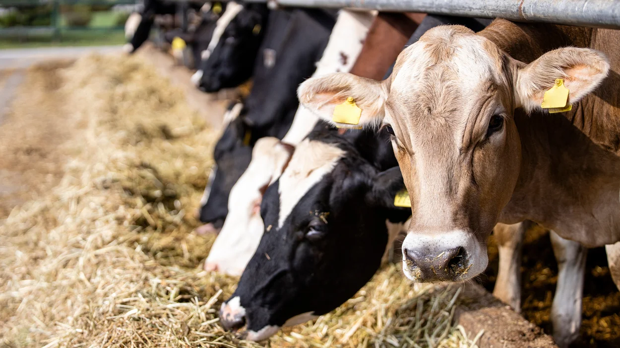 Projektbild mit Milchkühen