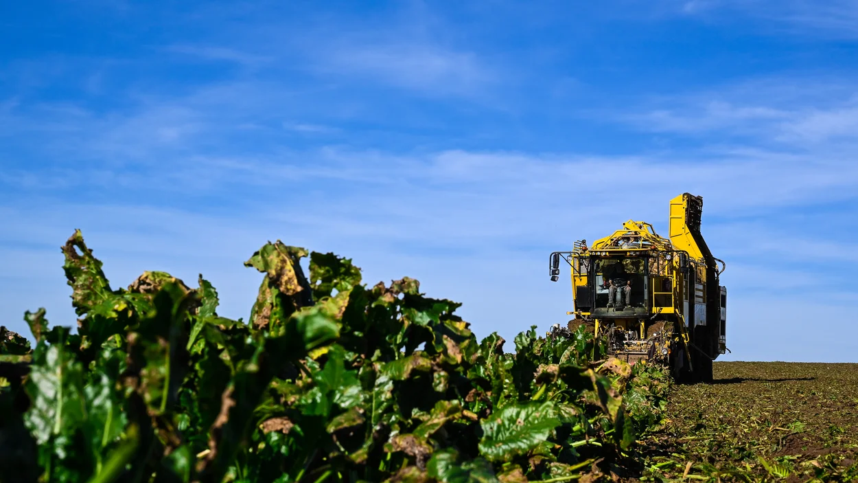 Rübenroder bei der Ernte 