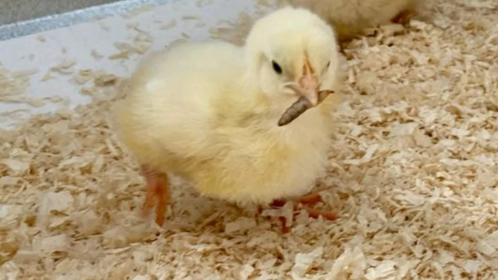 Projektbild - Küken mit Larve