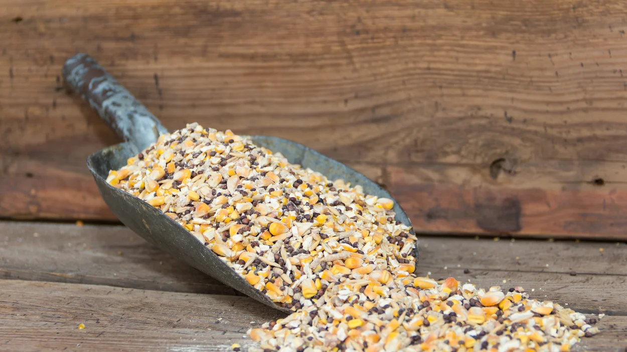 Schaufel mit Tierfutter