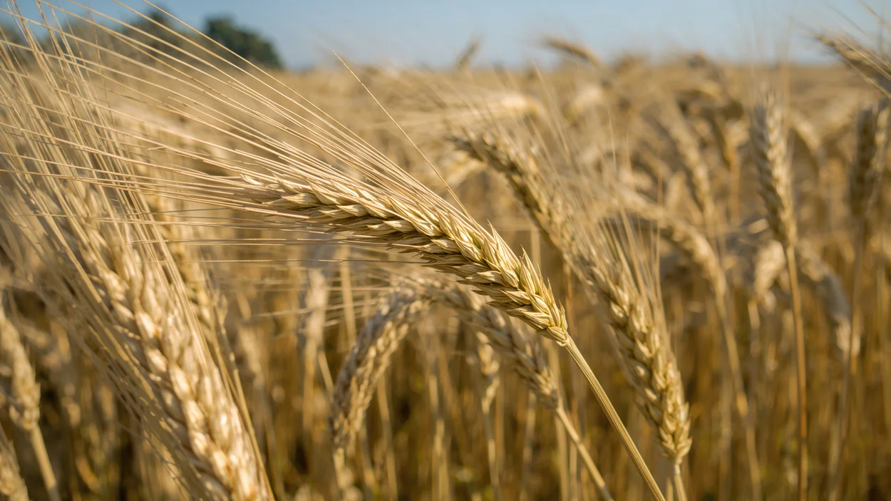 Nahaufnahme der Seitenperspektive von Triticale-Kornähren, einer ballaststoff- und eiweißreichen Weizen-Roggen-Hybride, die im Sommer auf einem sonnigen Feld wächst und für die Ganzpflanzensilageernte vorbereitet wird. 