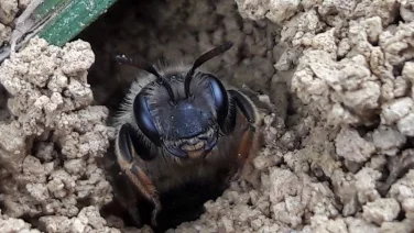 Projektbild - Biene im Boden