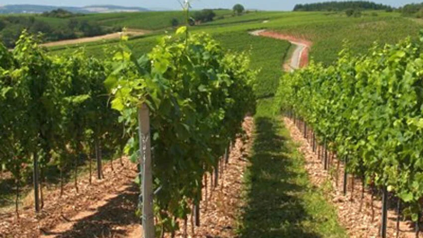 Weinanbaufläche / Rebstöcke