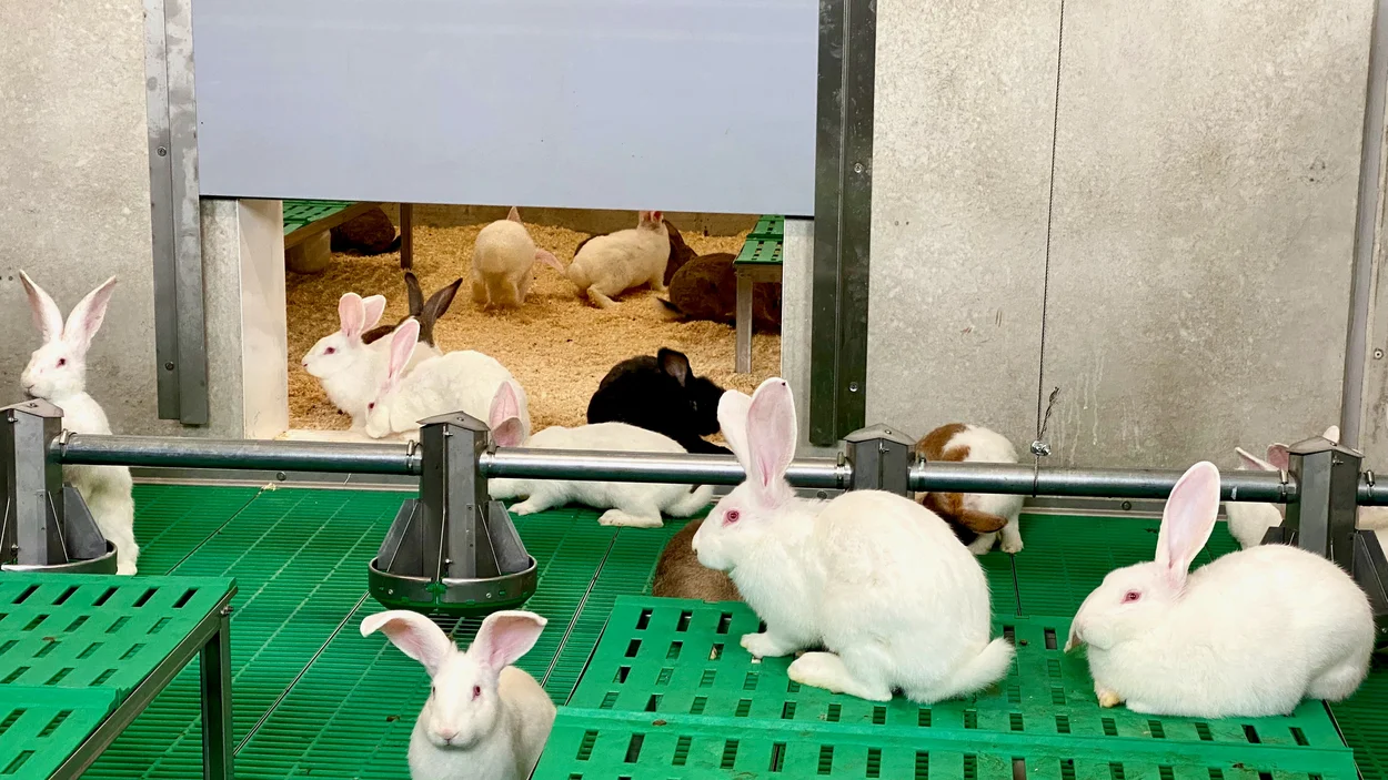 Projektbild - Kaninchenstall