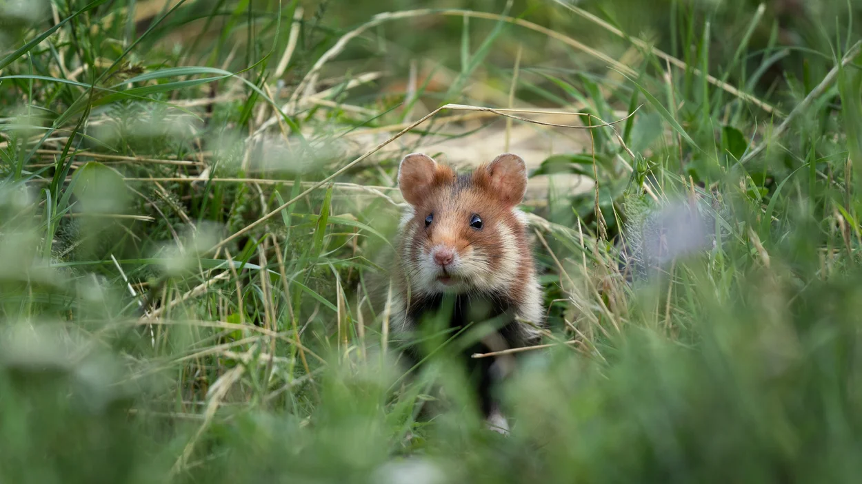 Projektbild - Feldhamster in Wiese