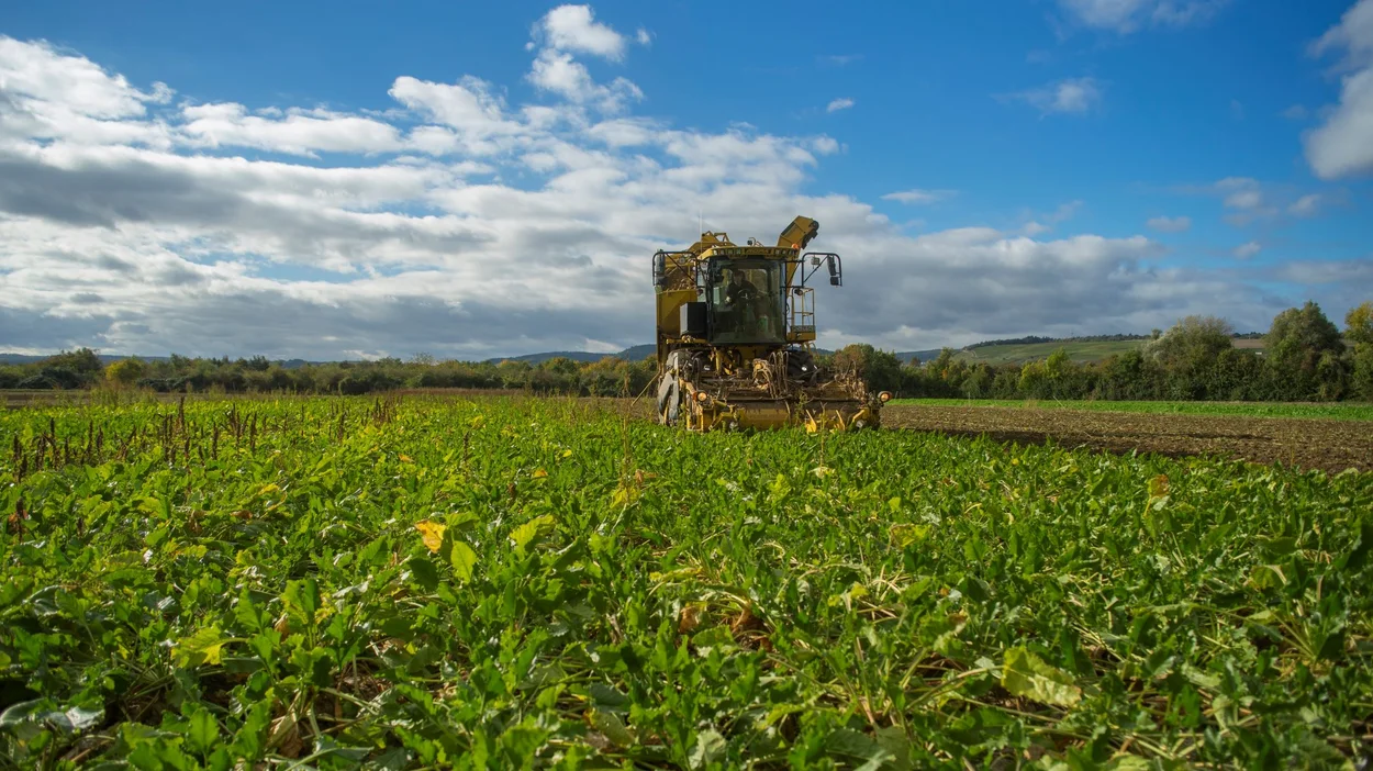 Rübenfeld mit gelben Traktor im Hintergrund