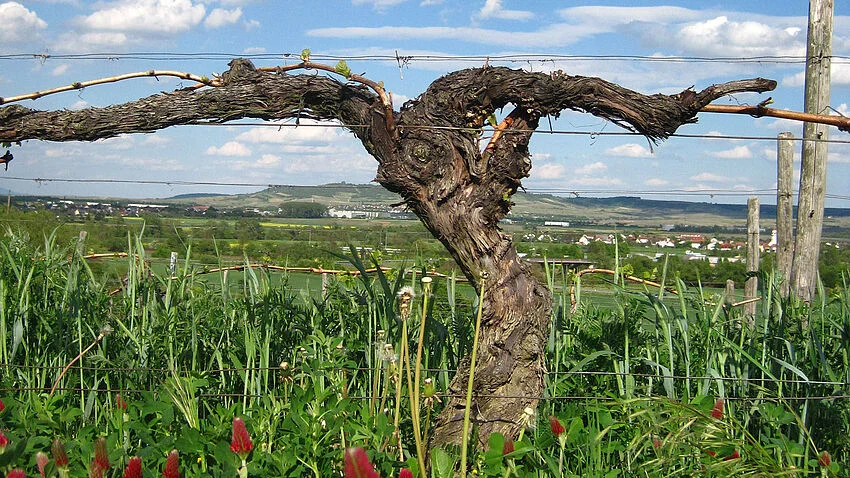 Weinrebe mit Blumenfeld