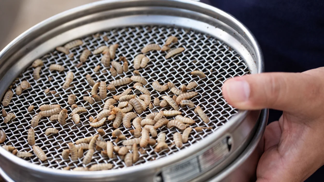 Einige helle Larven auf einem Edelstahlsieb, das von einer Hand gehalten wird.