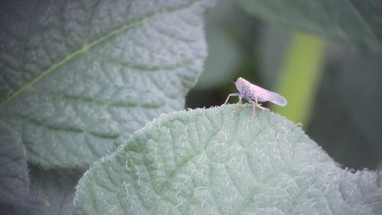 Die Schilf-Glasflügelzikade (Pentastiridius leporinus), Vektor der „Bakteriellen Kartoffelknollenwelke“ auf einer Kartoffelpflanze