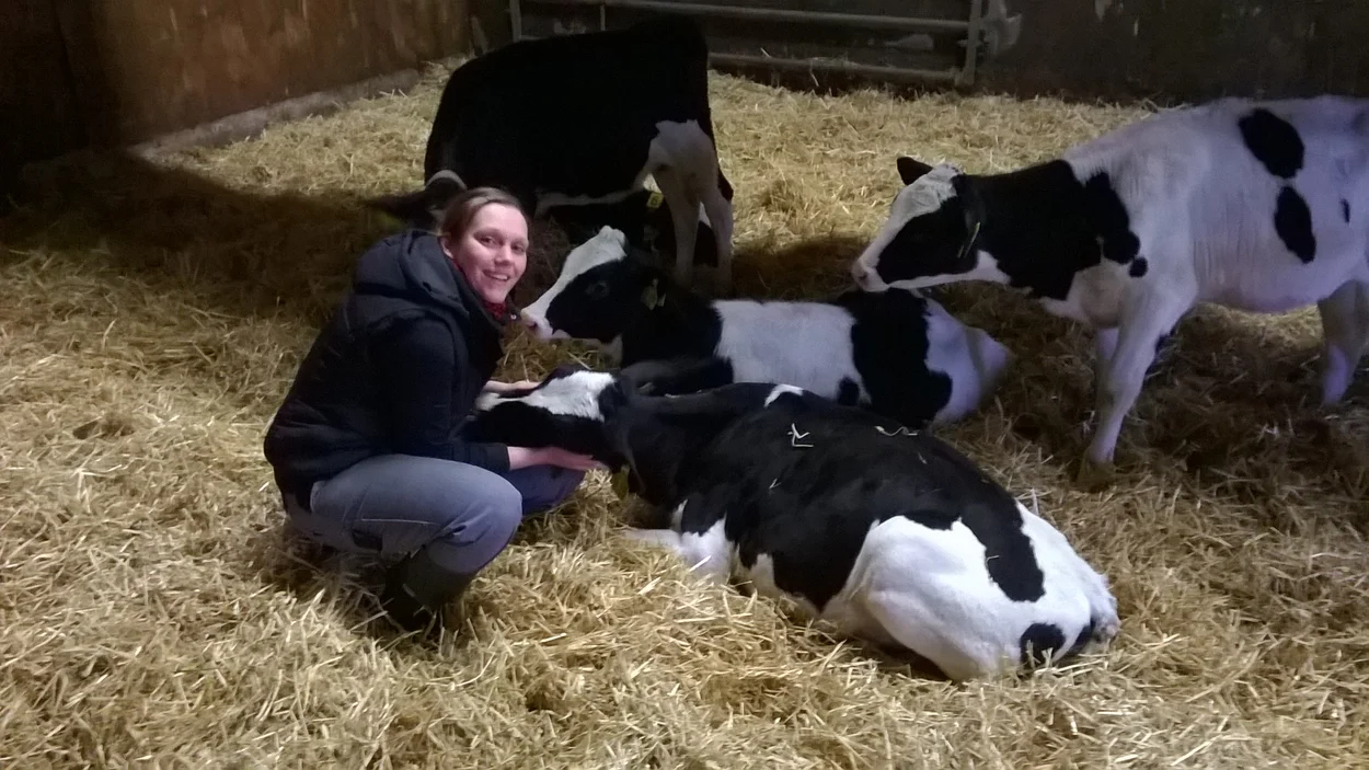 Kälbergruppe im Stroh