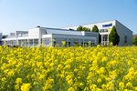 Blühendes Rapsfeld, im Hintergrund die TH Bingen