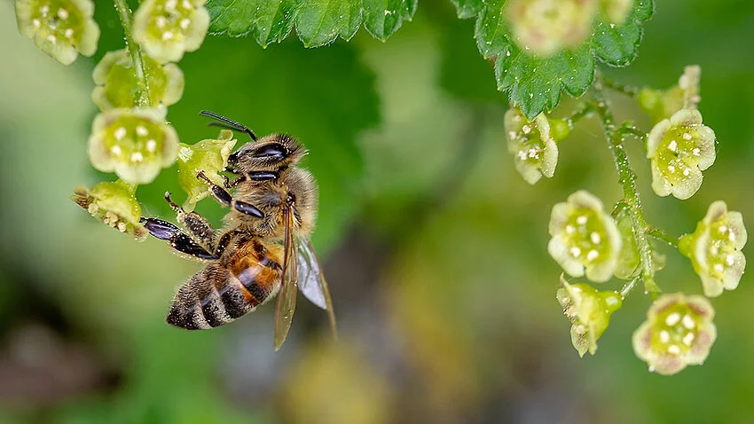Wilbiene an einer Blüte