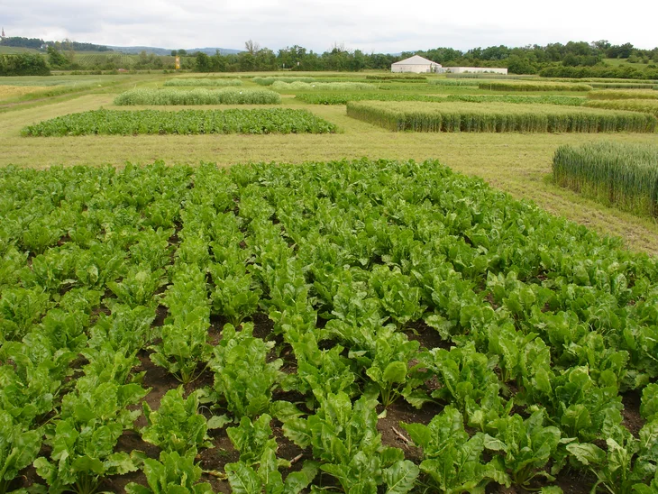 Fruchtfolgeversuch in Bingen